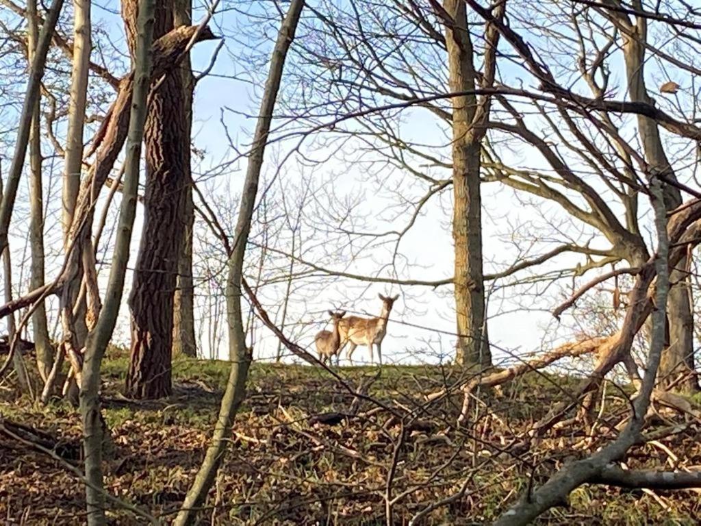 Overnachten In Zeeland Burgh-Haamstede Eksteriør bilde